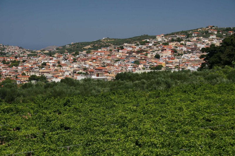 Αμπέλια και χρυσές ελιές: ο πλούτος μιας ολόκληρης περιοχής.