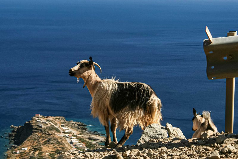 Ο μόνιμος σύντροφός μας στις ορεινές διαδρομές της Κρήτης.