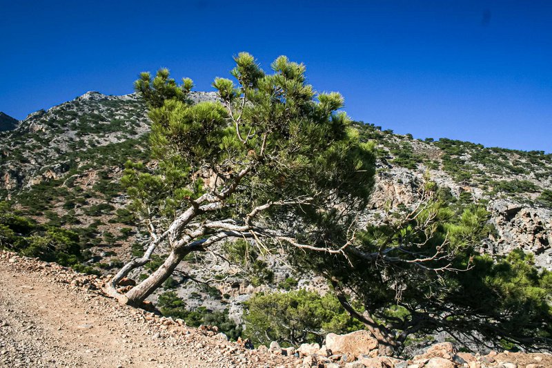 Εδώ τα δέντρα φυτρώνουν ακολουθώντας τη ροή του ανέμου.