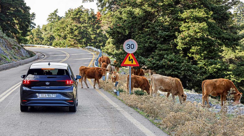 Αρκετοί ντόπιοι ασχολούνται με την κτηνοτροφία.