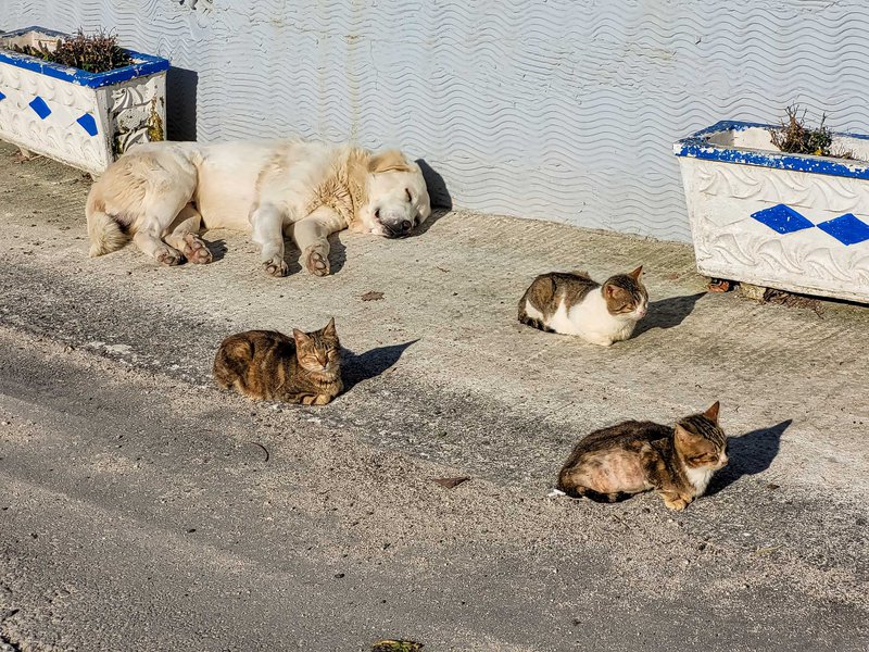 Κορωνησία: Η λιακάδα φέρνει αγάπη και ειρήνη…