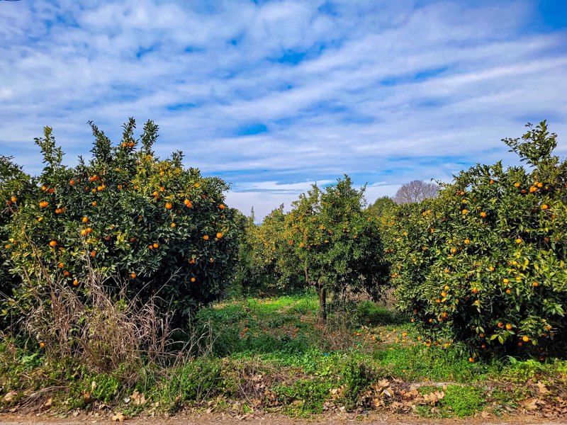Στον εύφορο κάμπο με τα εσπεριδοειδή