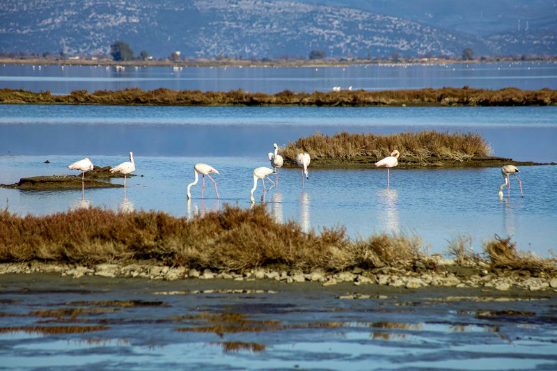 Πανέμορφα φοινικόπτερα απολαμβάνουν τον ήλιο στη λιμνοθάλασσα Λογαρού.