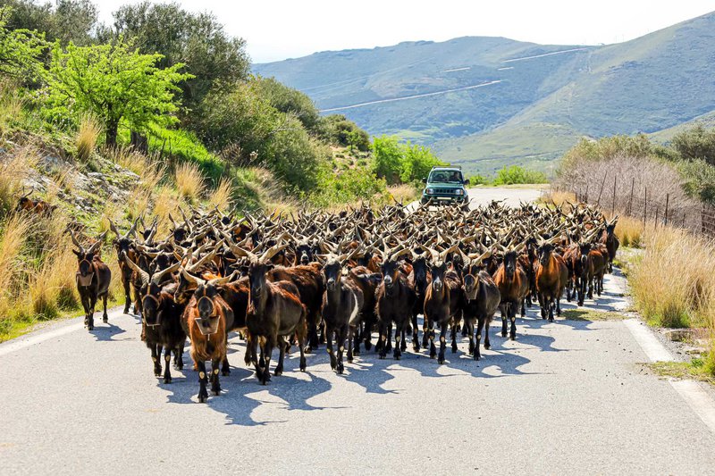Απρόσμενη συνάντηση με κοπάδι από τοπικά κατσίκια – τη μοναδική στην Ελλάδα ποικιλία με τα χαρακτηριστικά, στριφογυριστά κέρατα.