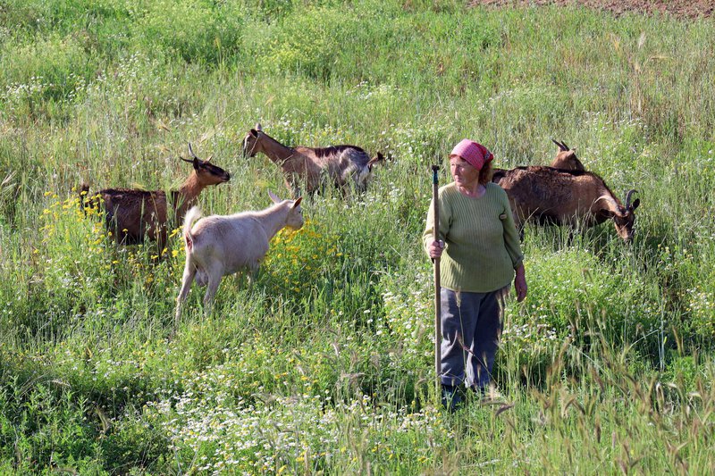 Η κυρία Γιούλα από την Οκτωνιά, κοντά στη Μουρτερή, ανήκει σε αυτούς που κρατούν ζωντανή την ελληνική ύπαιθρο.