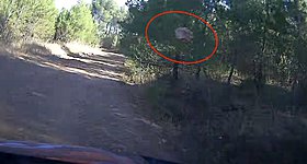 Απίστευτο, κι όμως αληθινό: Θεατής πέταξε πέτρα σε αγωνιστικό στο ΕΚΟ Ράλλυ Ακρόπολις! (video)