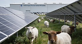 Volkswagen: Γιατί «προσέλαβε» 100 πρόβατα στο εργοστάσιό της στο Πόζναν